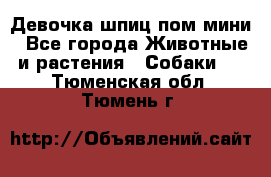 Девочка шпиц пом мини - Все города Животные и растения » Собаки   . Тюменская обл.,Тюмень г.